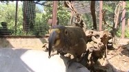 Papuga w klatce w zoo