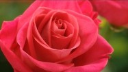 Kwiat czerwonej róży
