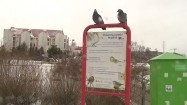 Tablica informacyjna o zasadach dokarmiania ptaków