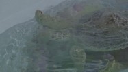 Żółw wodny w basenie