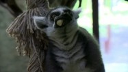 Lemur jedzący banana