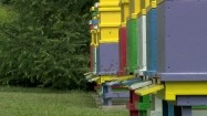 Pszczoły przy ulach