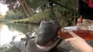 Hipopotam pijący z butelki