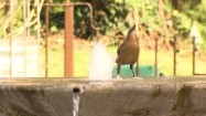 Ptak przy fontannie