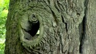 Dziupla w drzewie