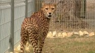 Gepard z młodymi