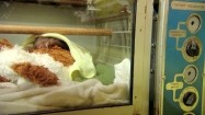 Leniwiec w inkubatorze
