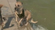 Pies wyskakujący z fontanny