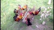 Kury i koguty przy karmidle na podwórku