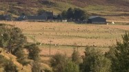 Pastwiska Szkocji