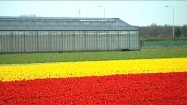 Plantacja tulipanów