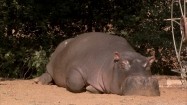Śpiący hipopotam