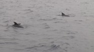 Delfiny w morzu