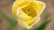 Kwiat tulipana