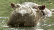 Hipopotam w wodzie