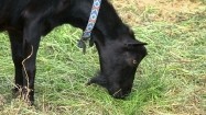 Koza skubiąca trawę