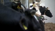 Krowy mleczne w oborze