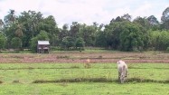 Wiejski krajobraz w Kambodży
