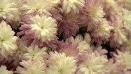 Różowo-białe chryzantemy