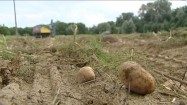 Ziemniaki na polu