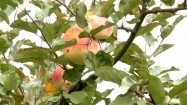 Jabłka na jabłoni