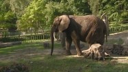 Słoń na wybiegu w zoo
