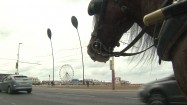 Koń na ulicy