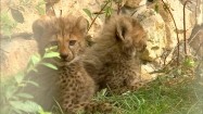 Młode gepardy