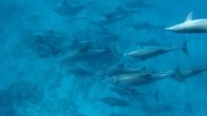 Delfiny w oceanie