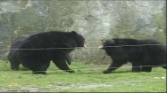 Walczące niedźwiedzie himalajskie