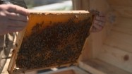 Pszczoły na ramce sekcyjnej