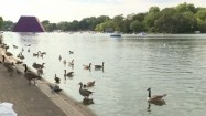 Kaczki w londyńskim Hyde Parku