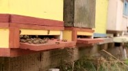 Pszczoły przy ulu