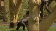 Szympansy w zoo