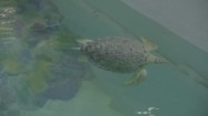 Żółw wodny w basenie