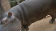 Agresywny hipopotam