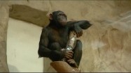 Szympans pijący z butelki