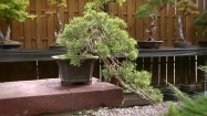 Drzewka bonsai