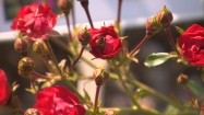 Pszczoła zapylająca różę