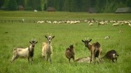Kozy i owce na pastwisku