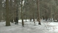 Śnieg w lesie
