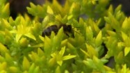 Pszczoła na rozchodniku ostrym