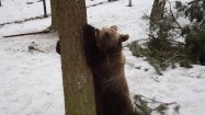 Niedźwiedź brunatny w zoo w Poznaniu