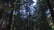 Drzewa iglaste w lesie