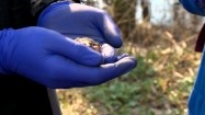 Żaba moczarowa w dłoniach