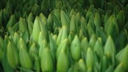 Pąki tulipanów