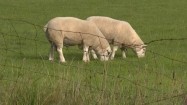 Owce na ogrodzonym pastwisku