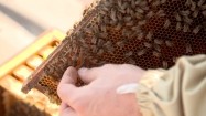 Królowa pszczół w roju
