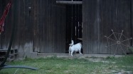 Pies wbiegający do drewnianej stodoły
