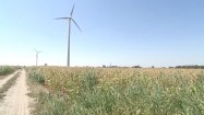 Pole kukurydzy i turbiny wiatrowe